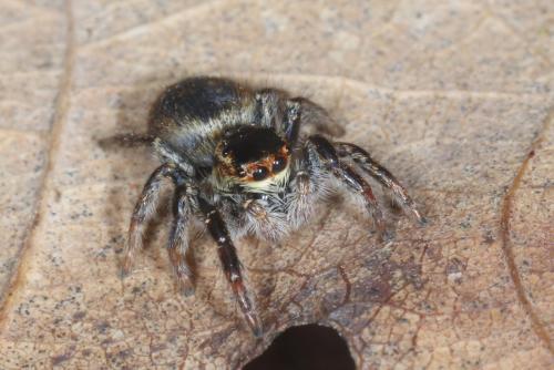 Réf. 320 022 : Carrhotus xanthogramma